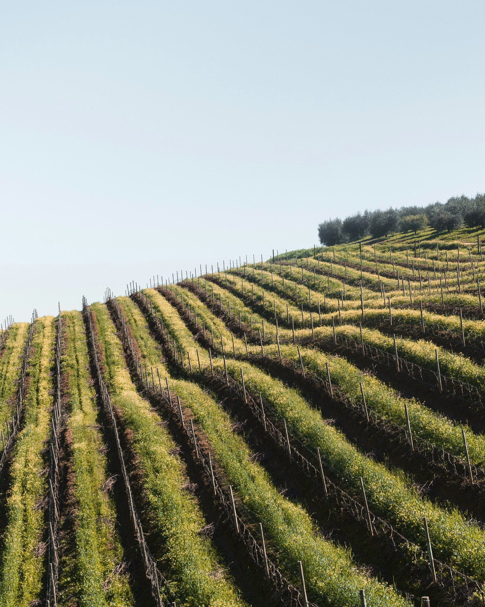 viñas